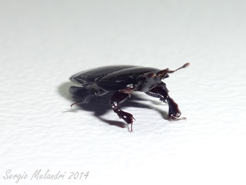 Histeridae: Hololepta plana